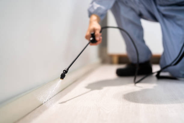 Licensed Cockroach Control service in Brighton, IL - Nex Pest Control