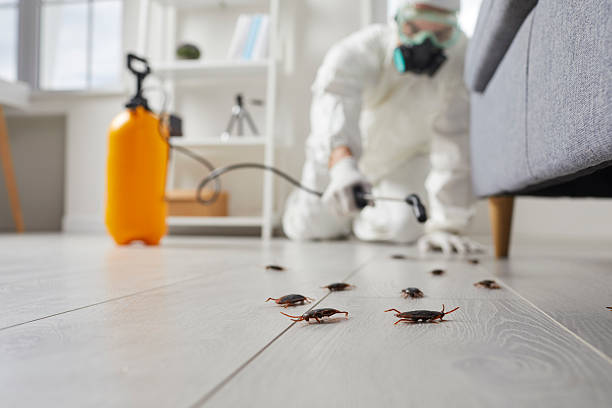 Affordable Cockroach Control solutions in Brighton, IL